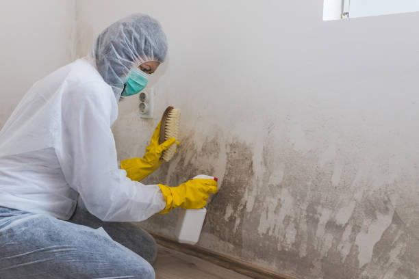 Mold Removal for HVAC Installations